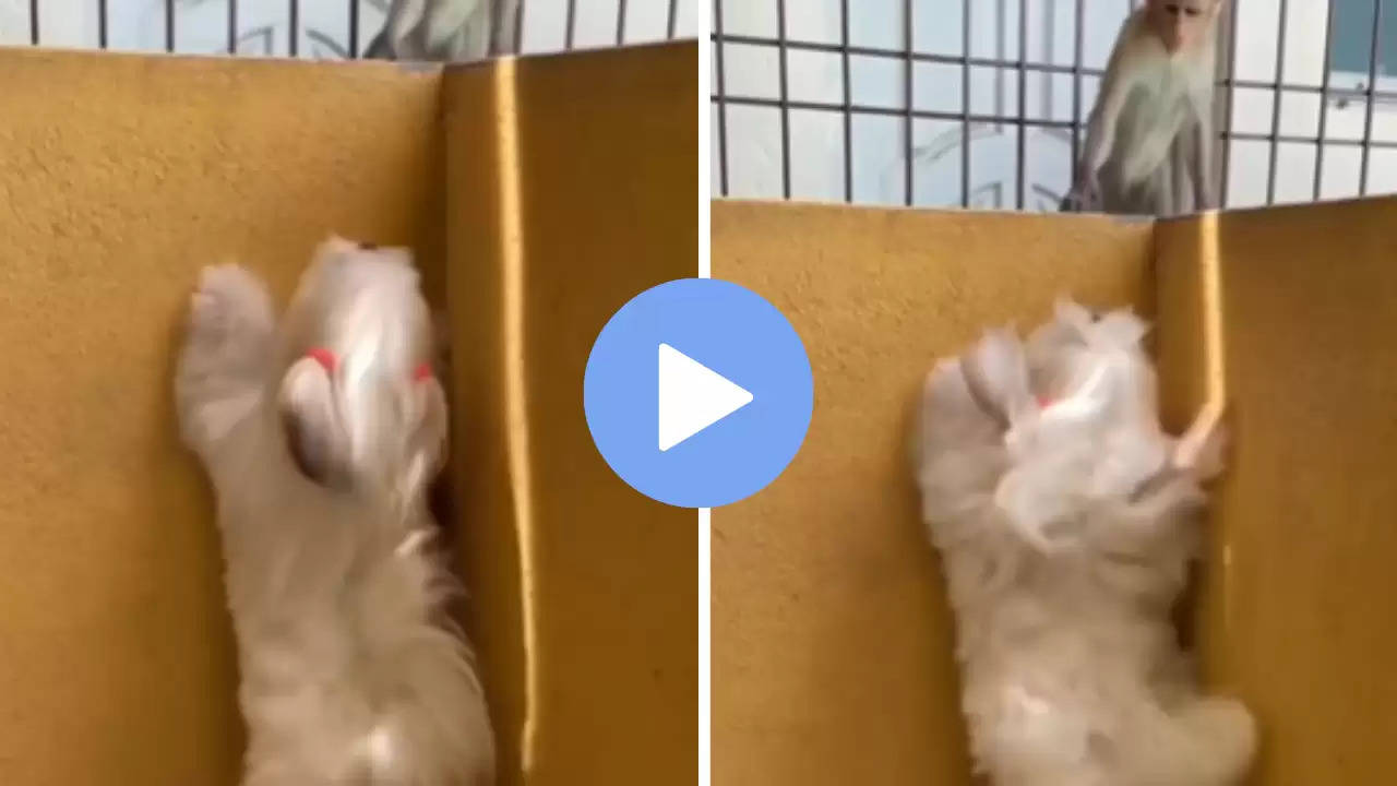 Viral Video: फीमेल डॉगी को देख बंदर ने कर दी ऐसी मजेदार हरकत, वीडियो देख नहीं रुकेगी हंसी!