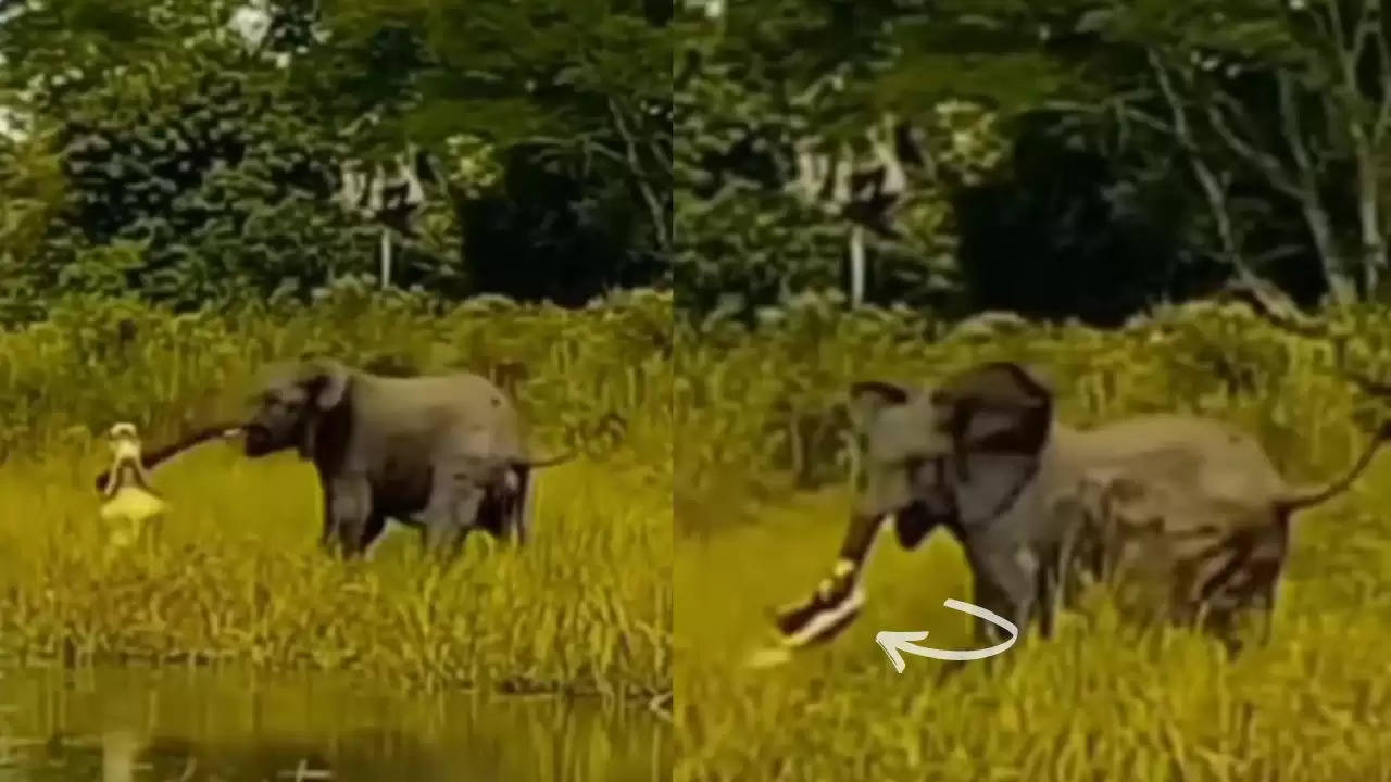 elephant attack video