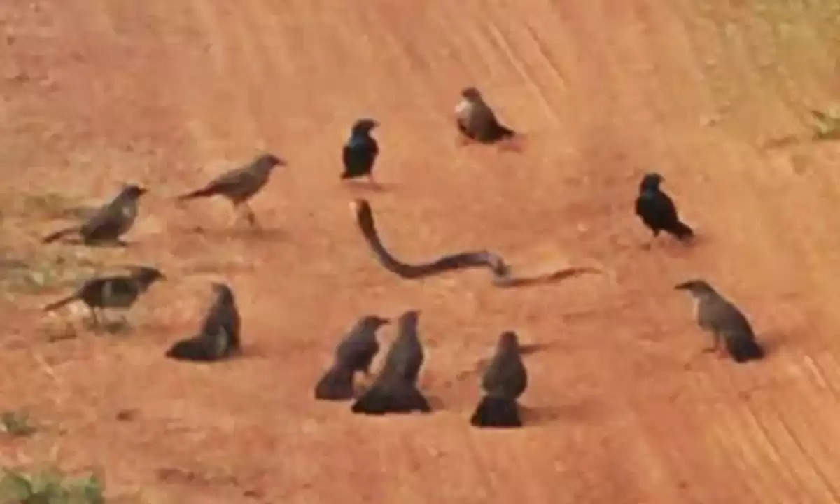 Viral Bird and Snake Video