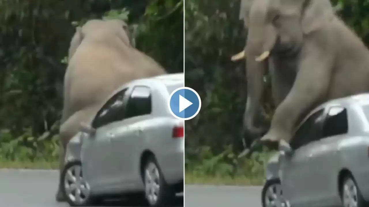 Elephant attack on car